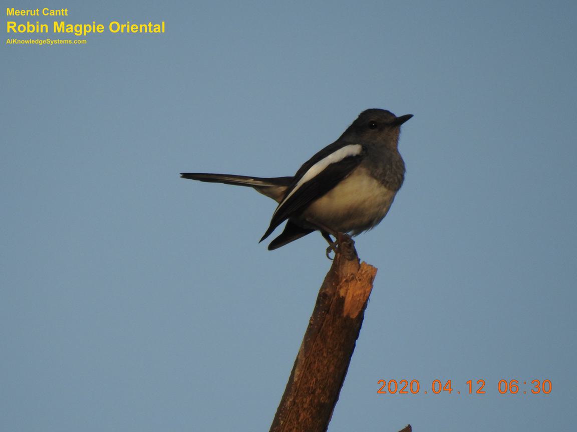 Magpie Robin (70) Coming Soon